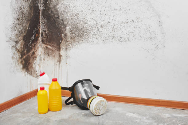 Bensenville, IL Mold Removal Company