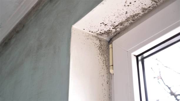 Best Mold Testing  in Bensenvle, IL