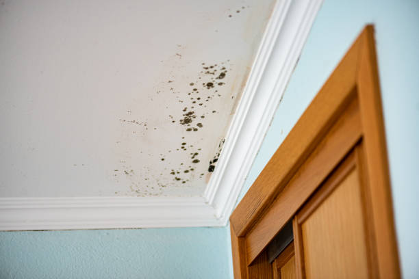 Certified Mold Removal in Bensenville, IL