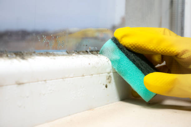 Best Home Mold Removal  in Bensenvle, IL