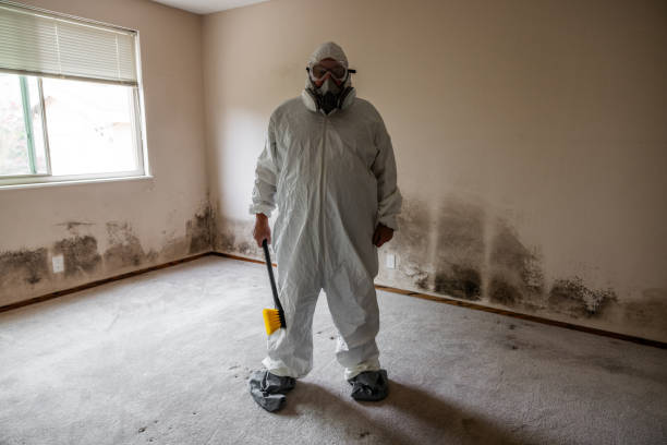 Best Certified Mold Removal  in Bensenvle, IL