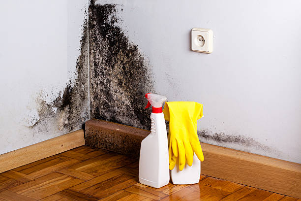 Best Mold Testing  in Bensenvle, IL