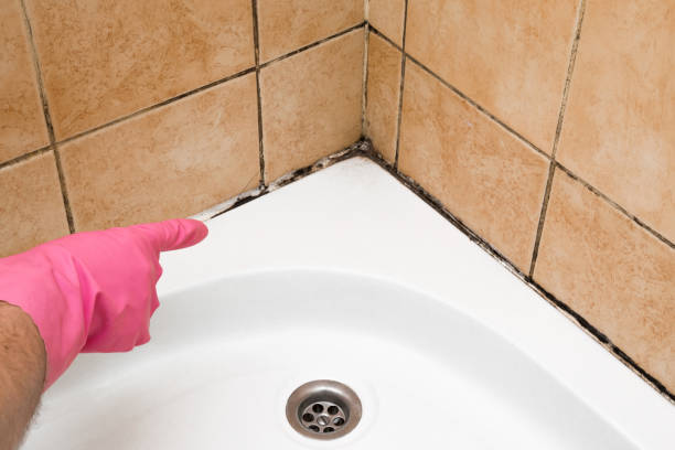 Best Crawl Space Mold Removal  in Bensenvle, IL